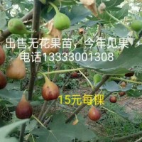 出售无花果苗，今年见果